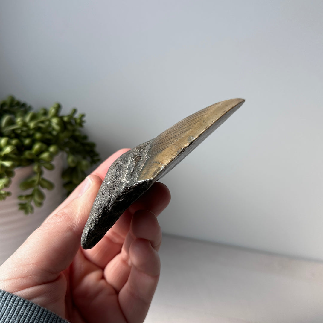 Genuine Fossil Megalodon Shark Tooth 4.4 inches