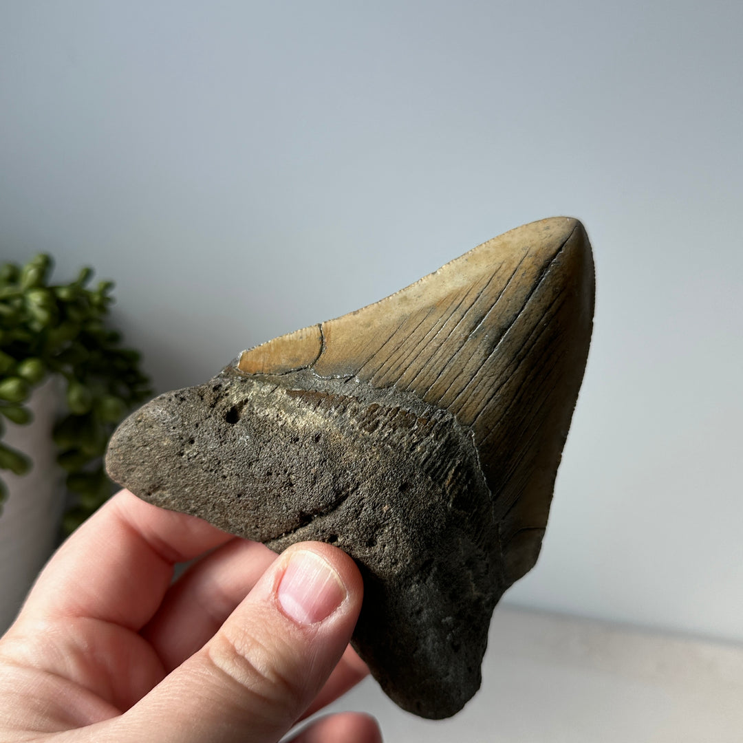 Véritable dent de requin fossile Megalodon 4,4 pouces