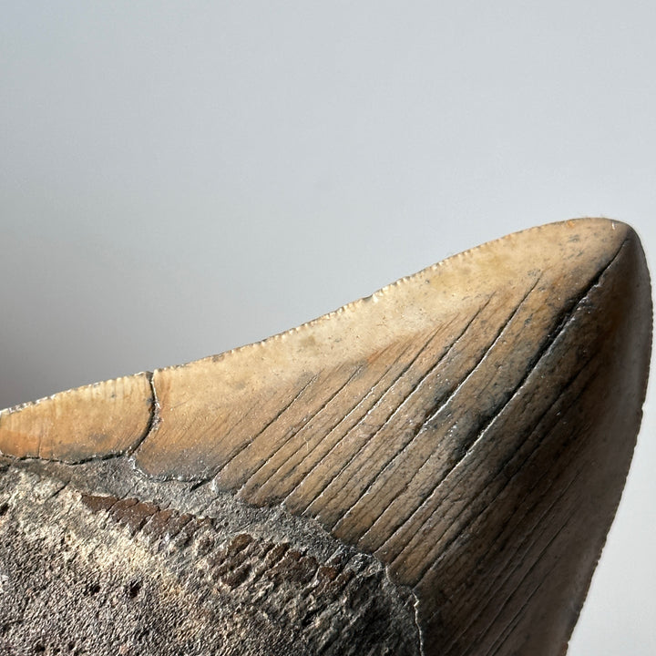 Diente de tiburón fósil genuino Megalodon 4,4 pulgadas