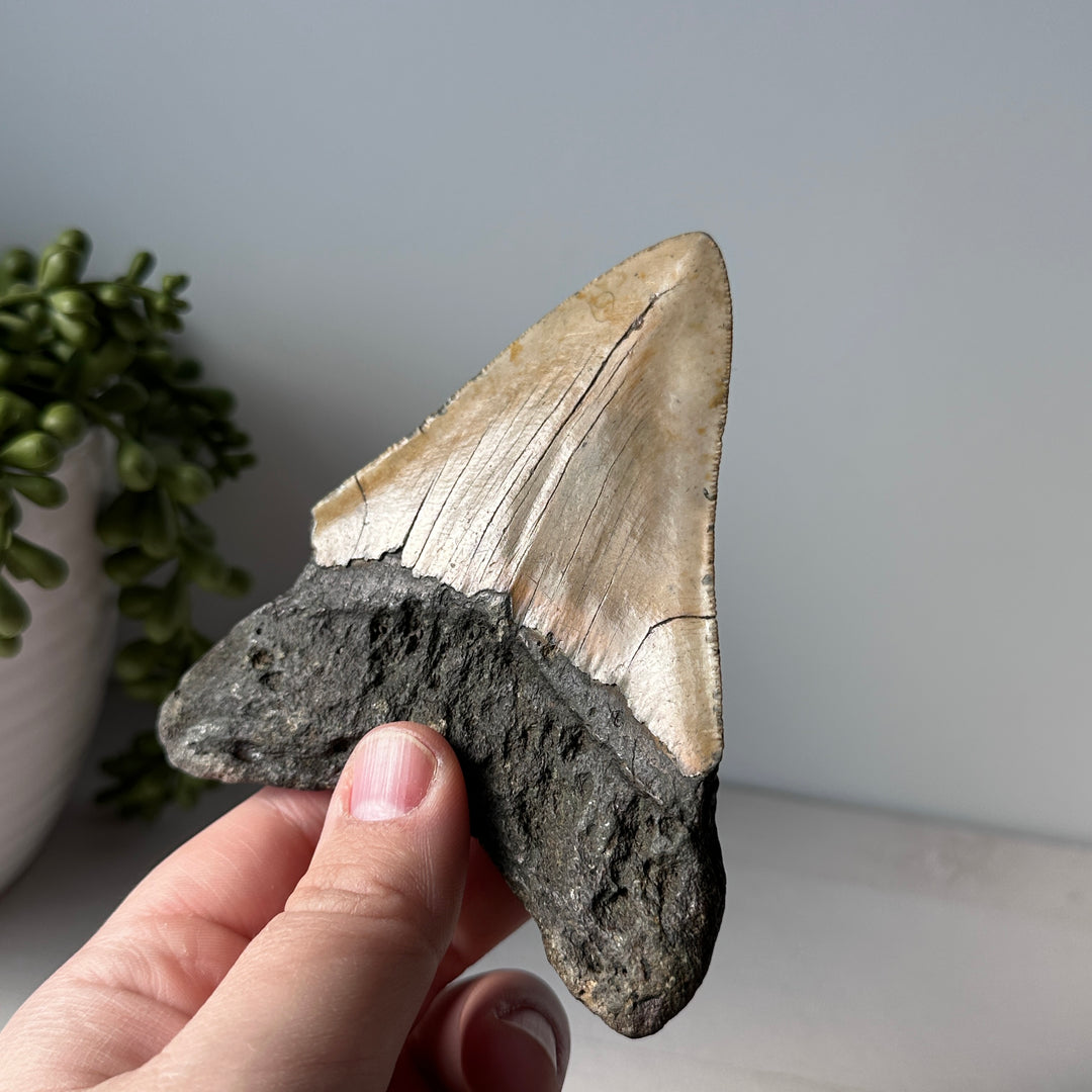 Genuine Fossil Megalodon Shark Tooth 4.4 inches