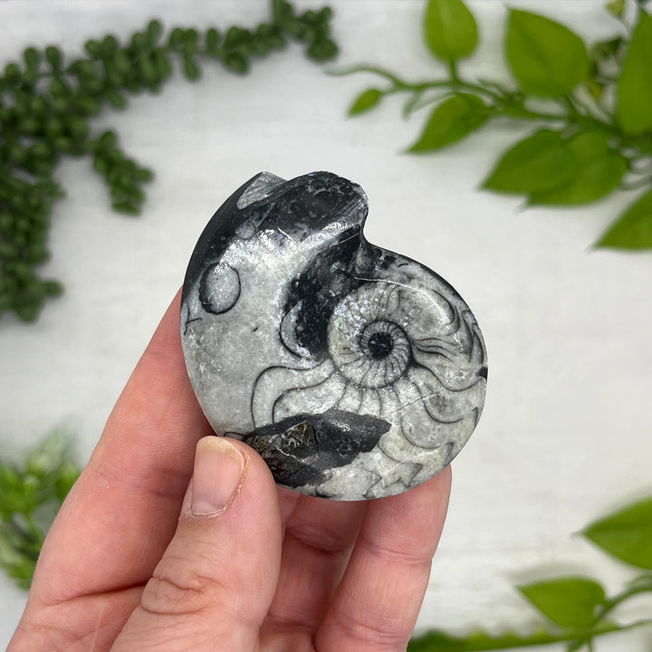 Goniatite Ammonite Fossil
