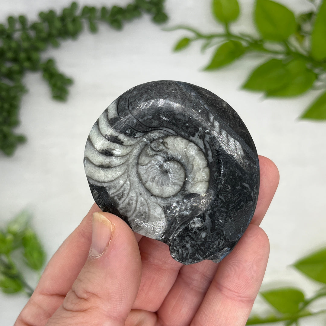 Goniatite Ammonite Fossil