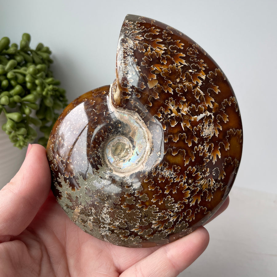 polished sutured ammonite fossil