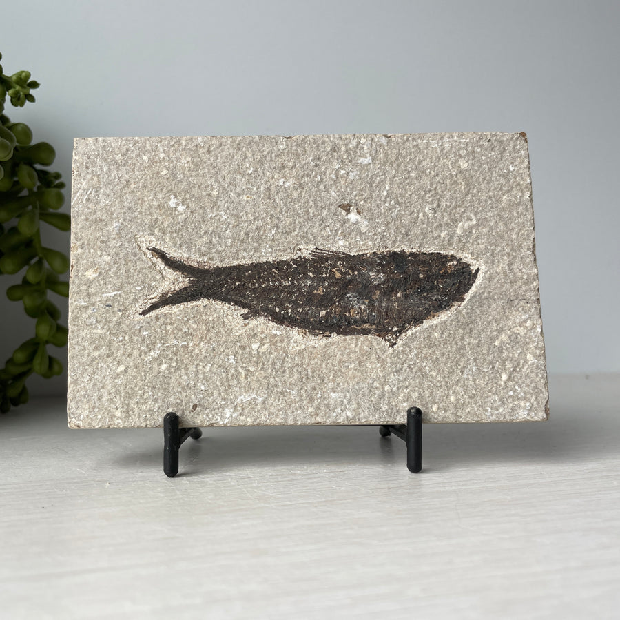 Knightia Alta Fossil Fish from Green River Formation With Stand