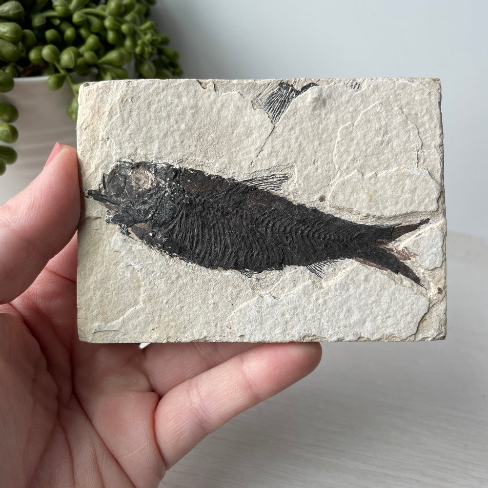 Knightia Alta Fossil Fish from Green River Formation With Stand