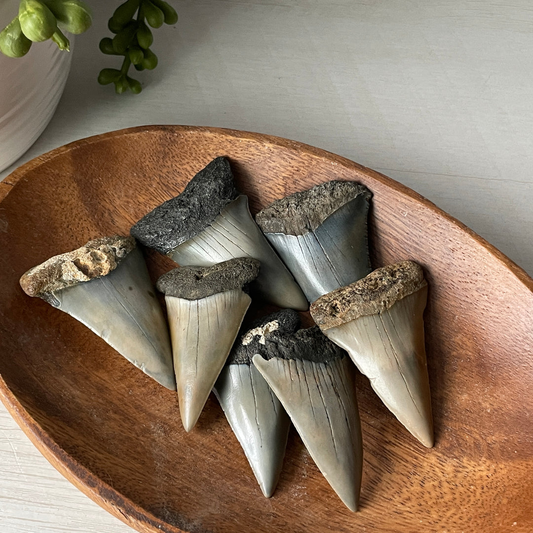 Fossil Transitional Great White Shark Tooth Average