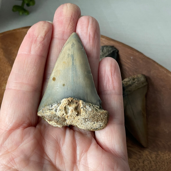 Promedio de diente de tiburón blanco de transición fósil