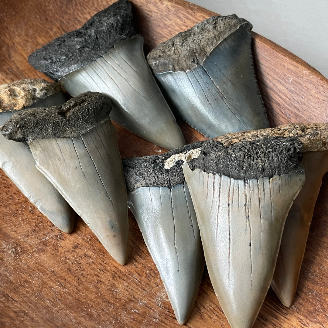 Promedio de diente de tiburón blanco de transición fósil