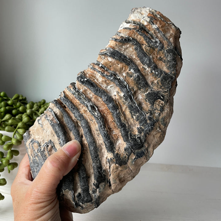 Dent de mammouth laineux fossile