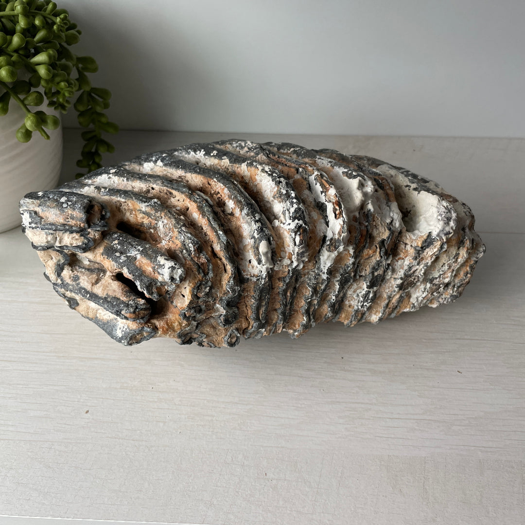 Fossil Wooly Mammoth Tooth