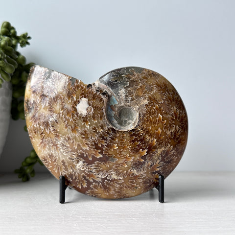 Whole Sutured Ammonite on Metal Stand