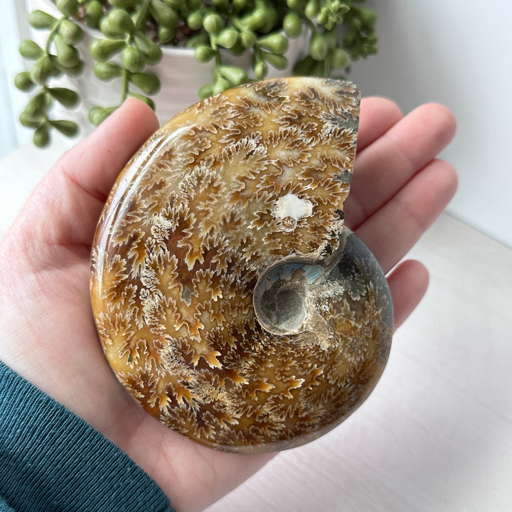 Ammonite entière suturée sur support métallique 
