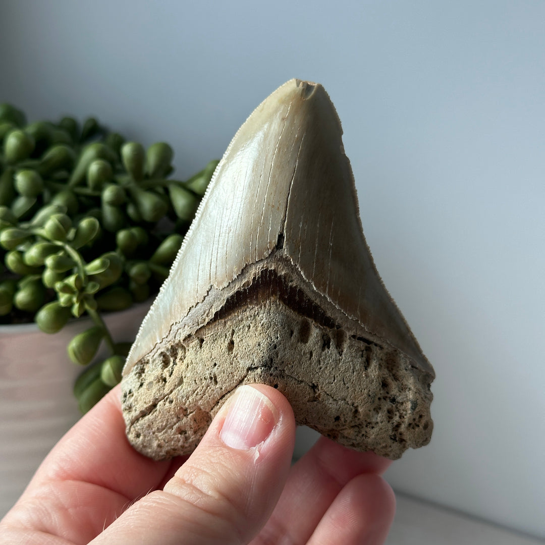 Genuine Fossil Megalodon Tooth 3.7 inches Serrated Edge