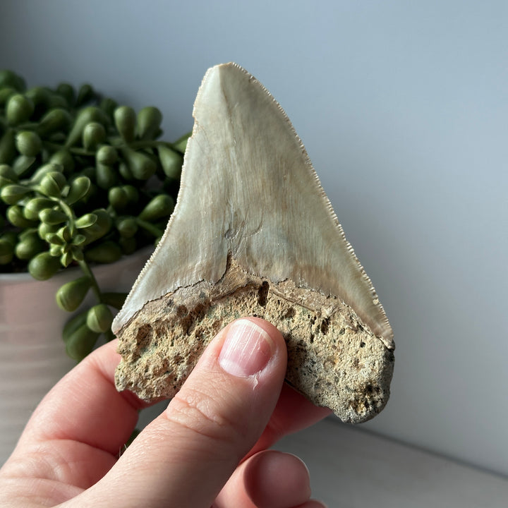 Véritable dent de mégalodon fossile 3,7 pouces bord dentelé