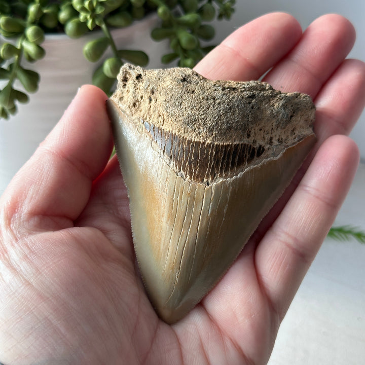 Diente de Megalodon fósil genuino de 3,5 pulgadas con borde dentado