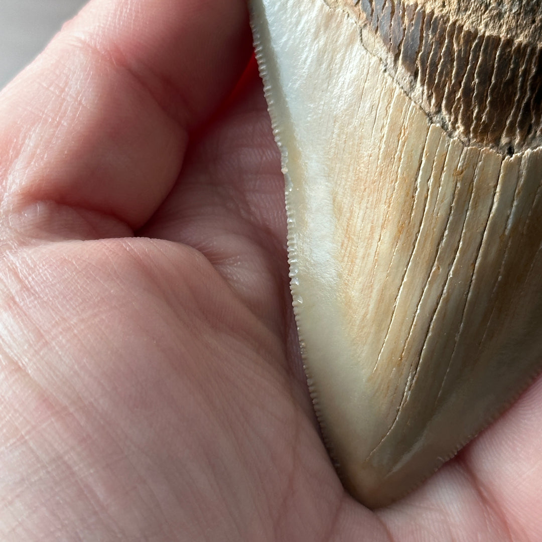 Véritable dent de mégalodon fossile 3,5 pouces bord dentelé