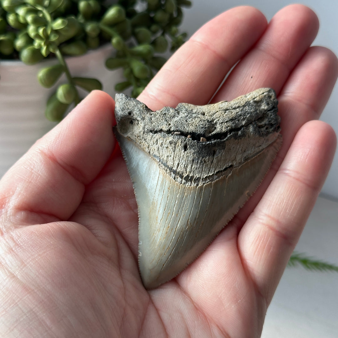 Genuine Fossil Megalodon Tooth 3.1 inches Serrated Edge