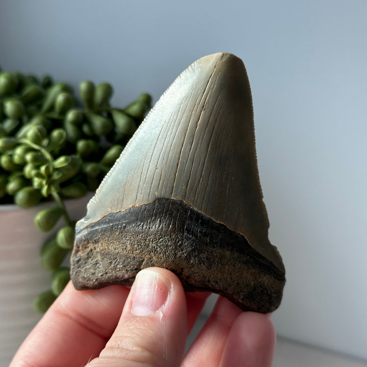 Diente de Megalodon fósil genuino de 3,5 pulgadas con borde dentado