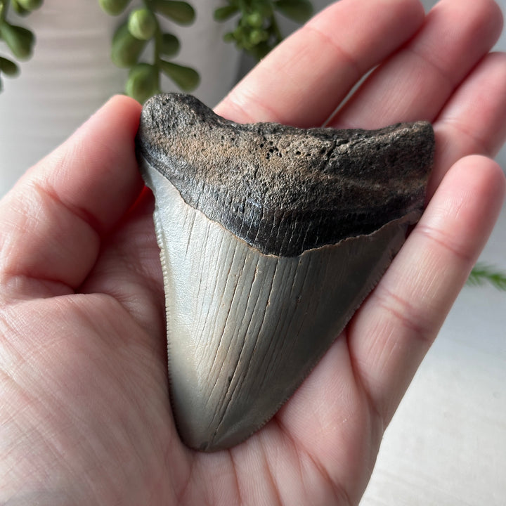 Véritable dent de mégalodon fossile 3,5 pouces bord dentelé
