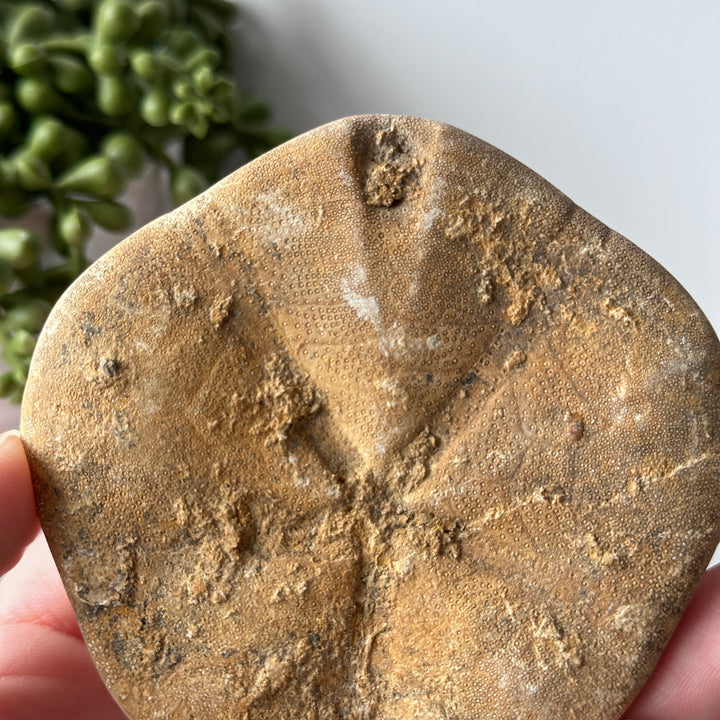 Genuine Fossil Sea Biscuit