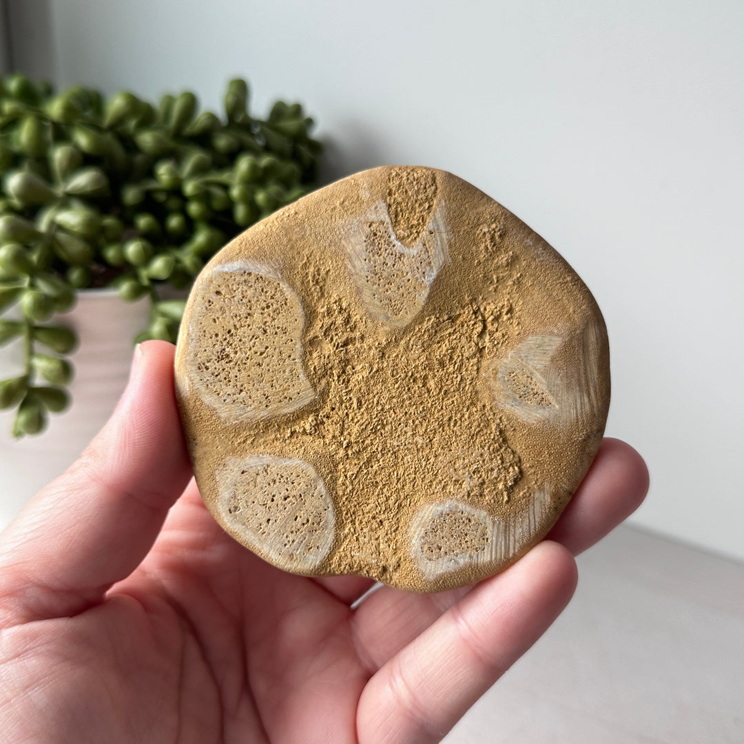 Véritable biscuit de mer fossile
