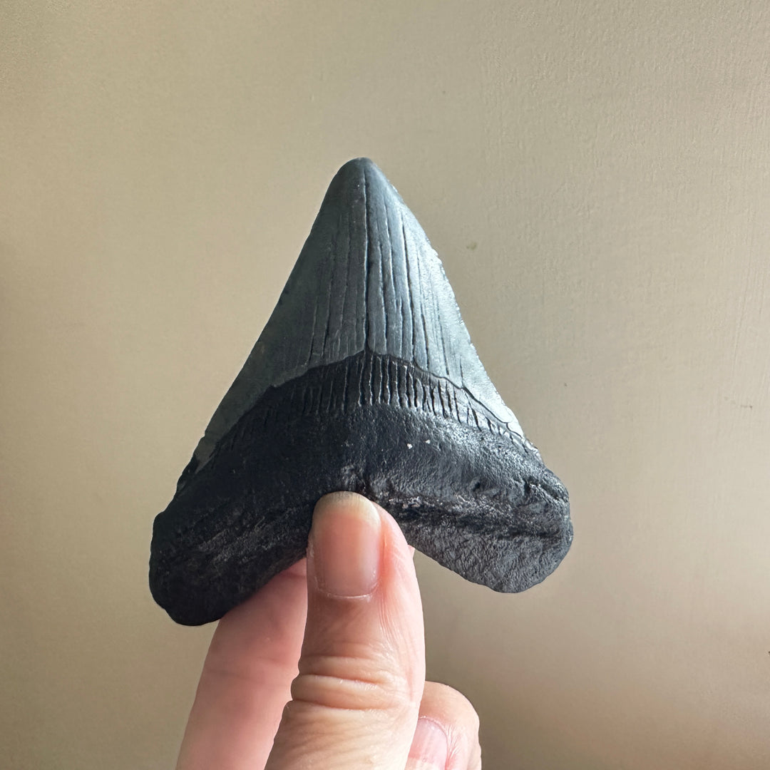 Véritable dent fossile de mégalodon 3,5 pouces