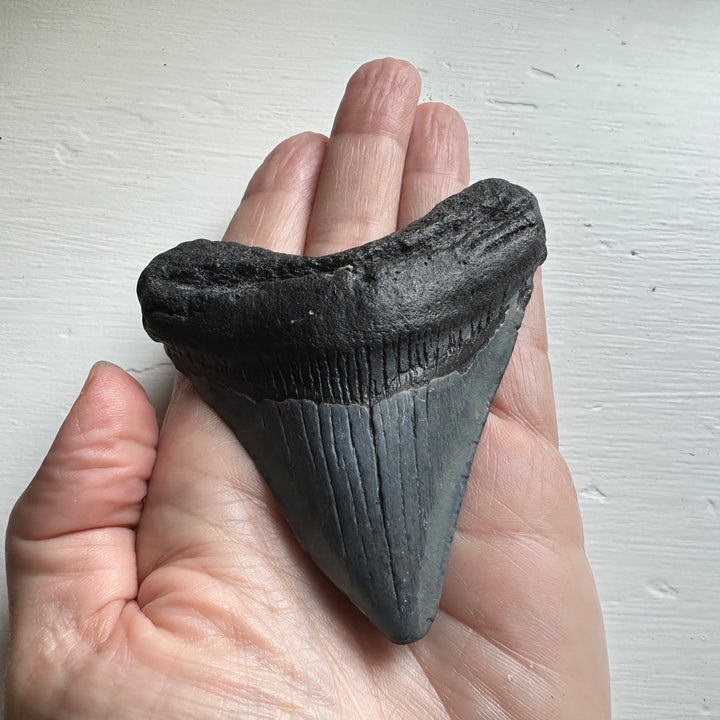 Genuine Fossil Megalodon Tooth 3.5 inches