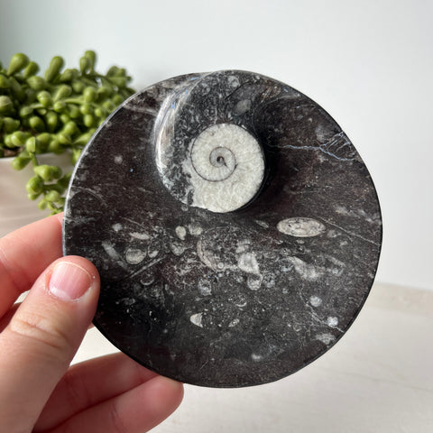 Orthoceras & Goniatite Ammonite Fossil Bowl