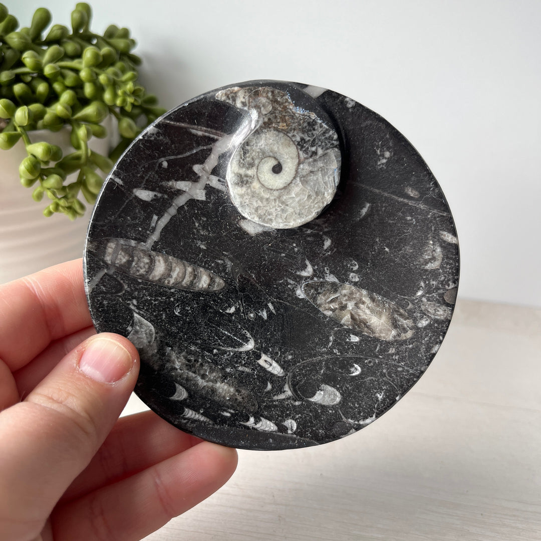 Bol fossile d’ammonite orthoceras et goniatite