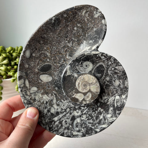 Orthoceras & Goniatite Ammonite Spiral Fossil Bowl