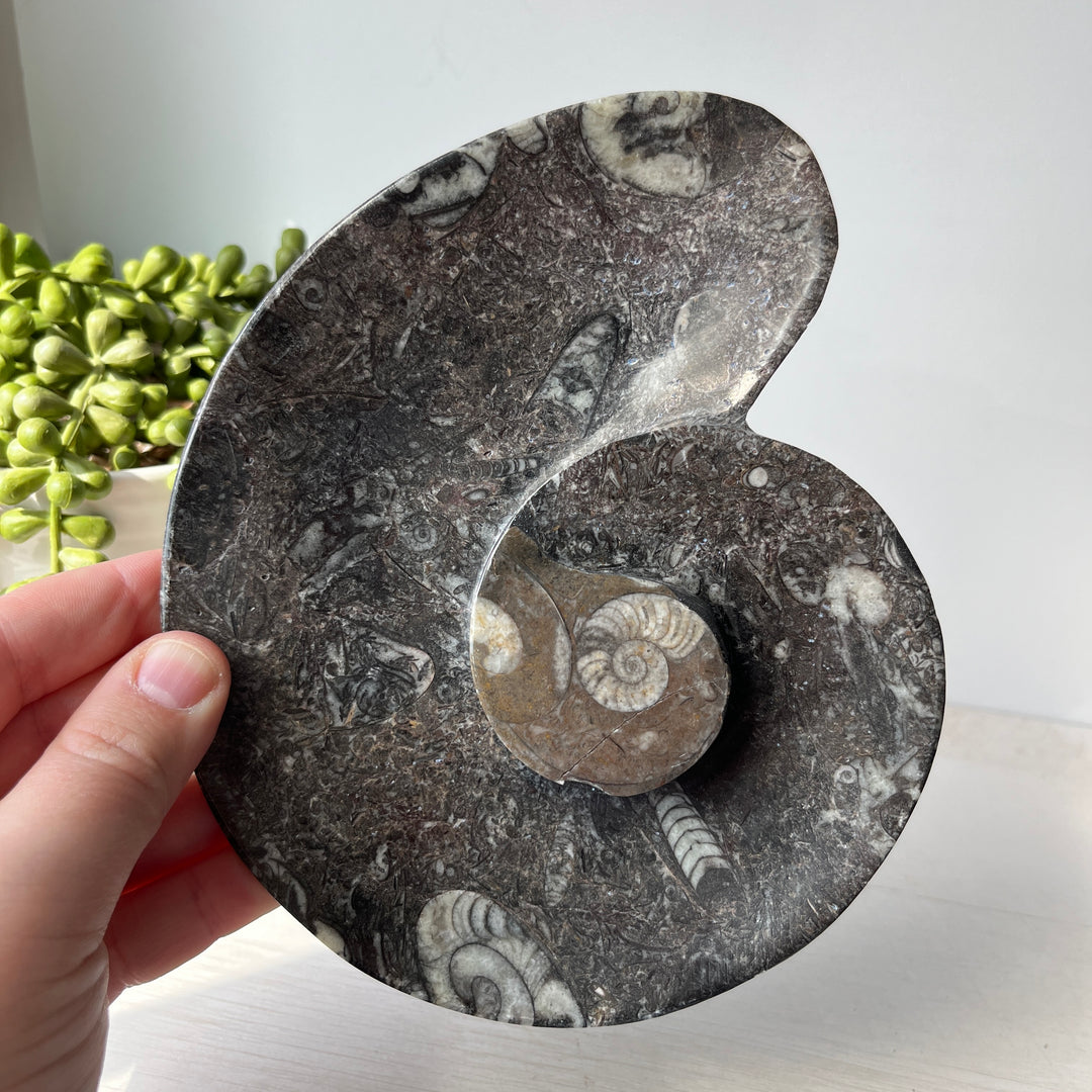 Bol fossile en spirale d’ammonite d’Orthoceras et de Goniatite