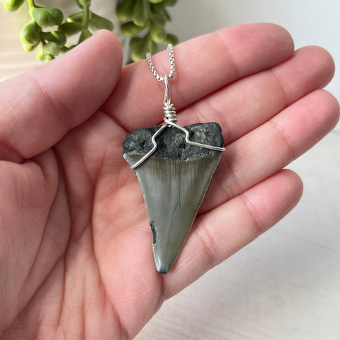Sterling Silver Wrapped Transitional Great White Shark Tooth
