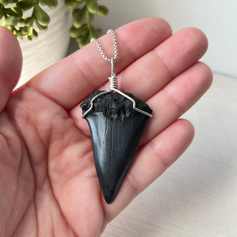 Sterling Silver Wrapped Transitional Great White Shark Tooth