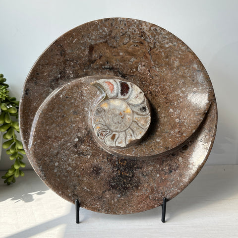Orthoceras & Goniatite Ammonite Fossil Bowl on Metal Stand