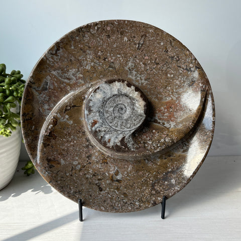 Orthoceras & Goniatite Ammonite Fossil Bowl on Metal Stand