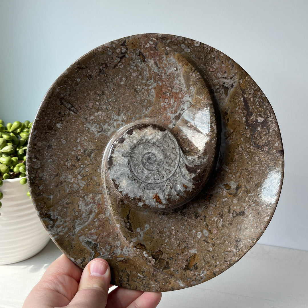 Bol fossile d’ammonite d’Orthoceras et de Goniatite sur support en métal