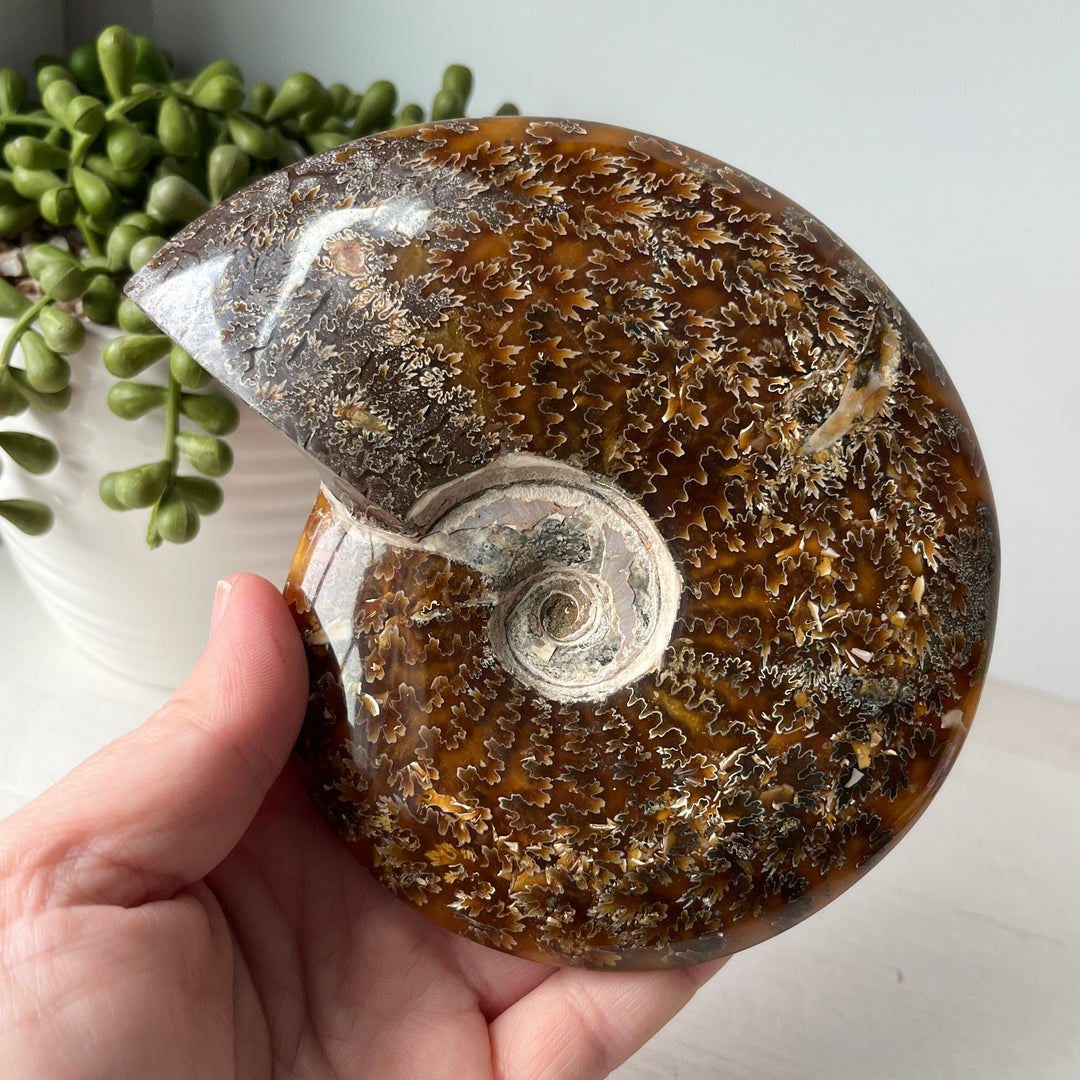 Whole Sutured Ammonite on Metal Stand
