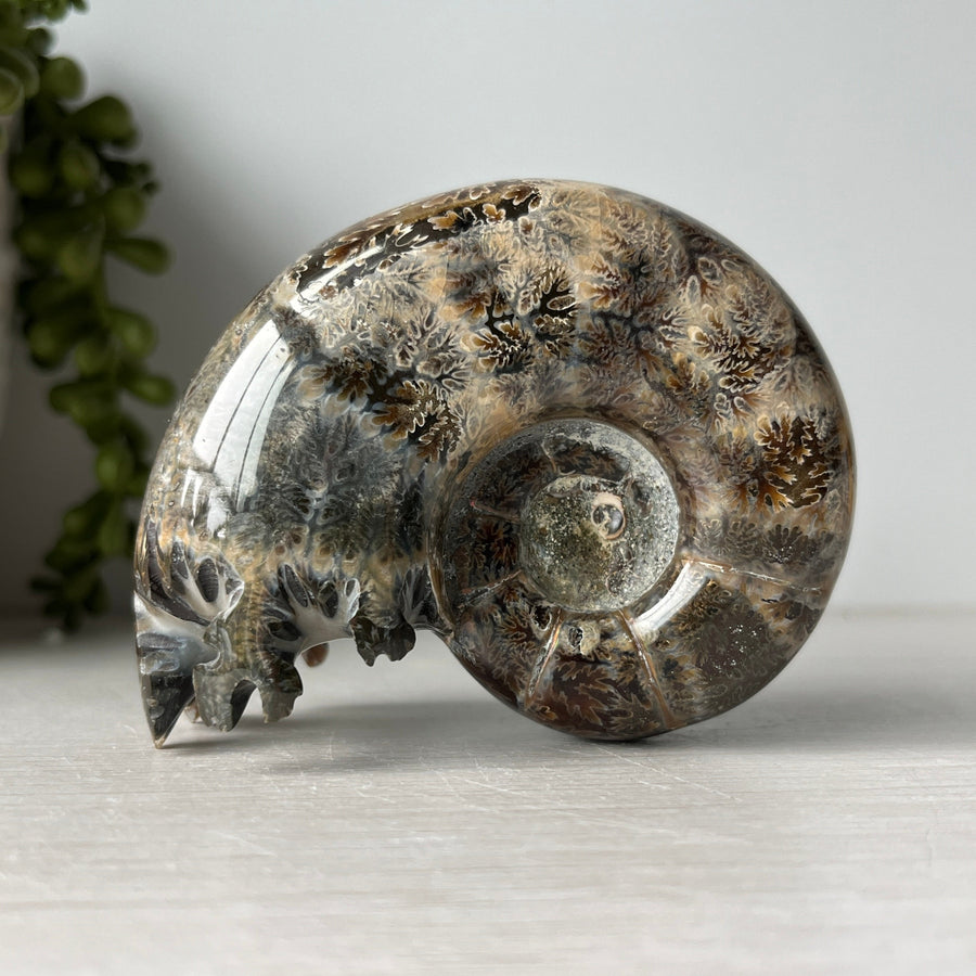 end chambered ammonite