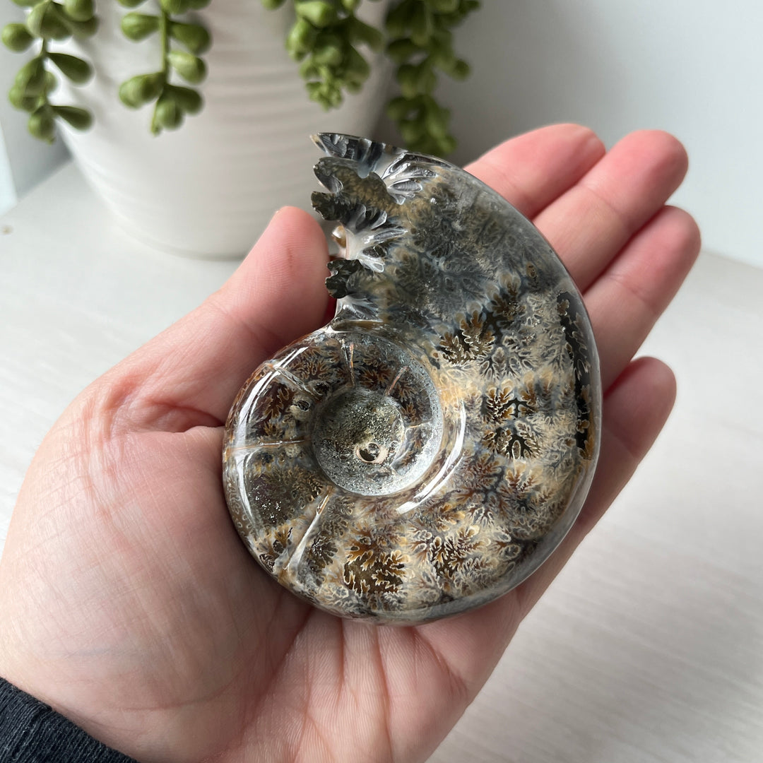 End Chambered Ammonite