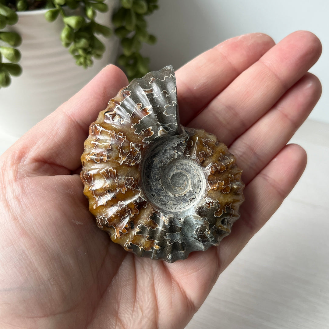 Whole Sutured Tractor Ammonite