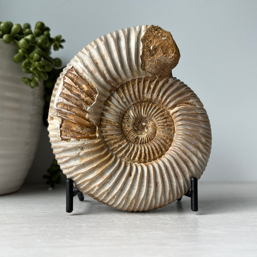 polished white ammonite on stand