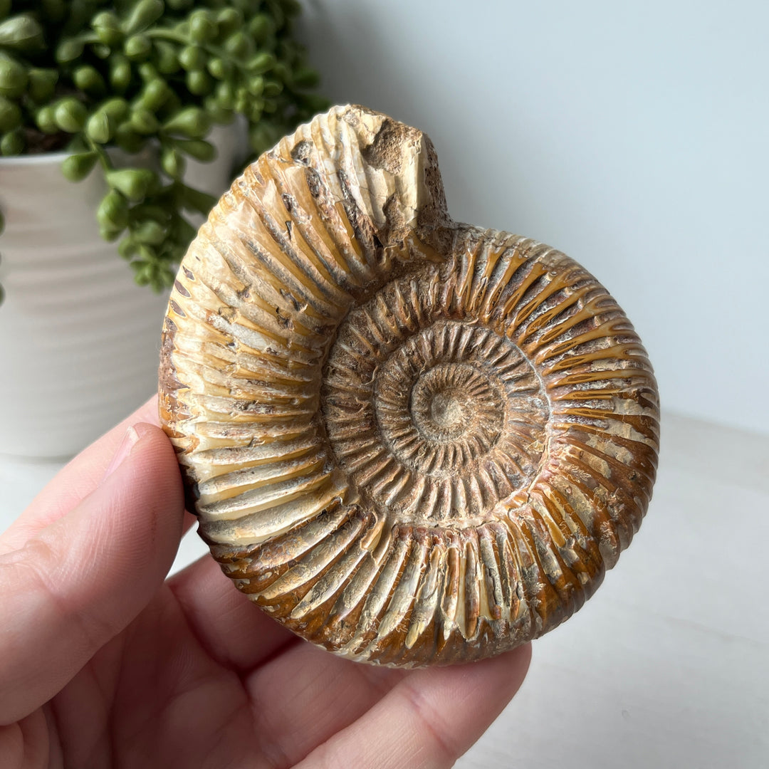 Polished White Ammonite on Metal Stand