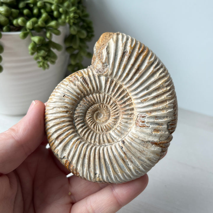 Polished White Ammonite on Metal Stand