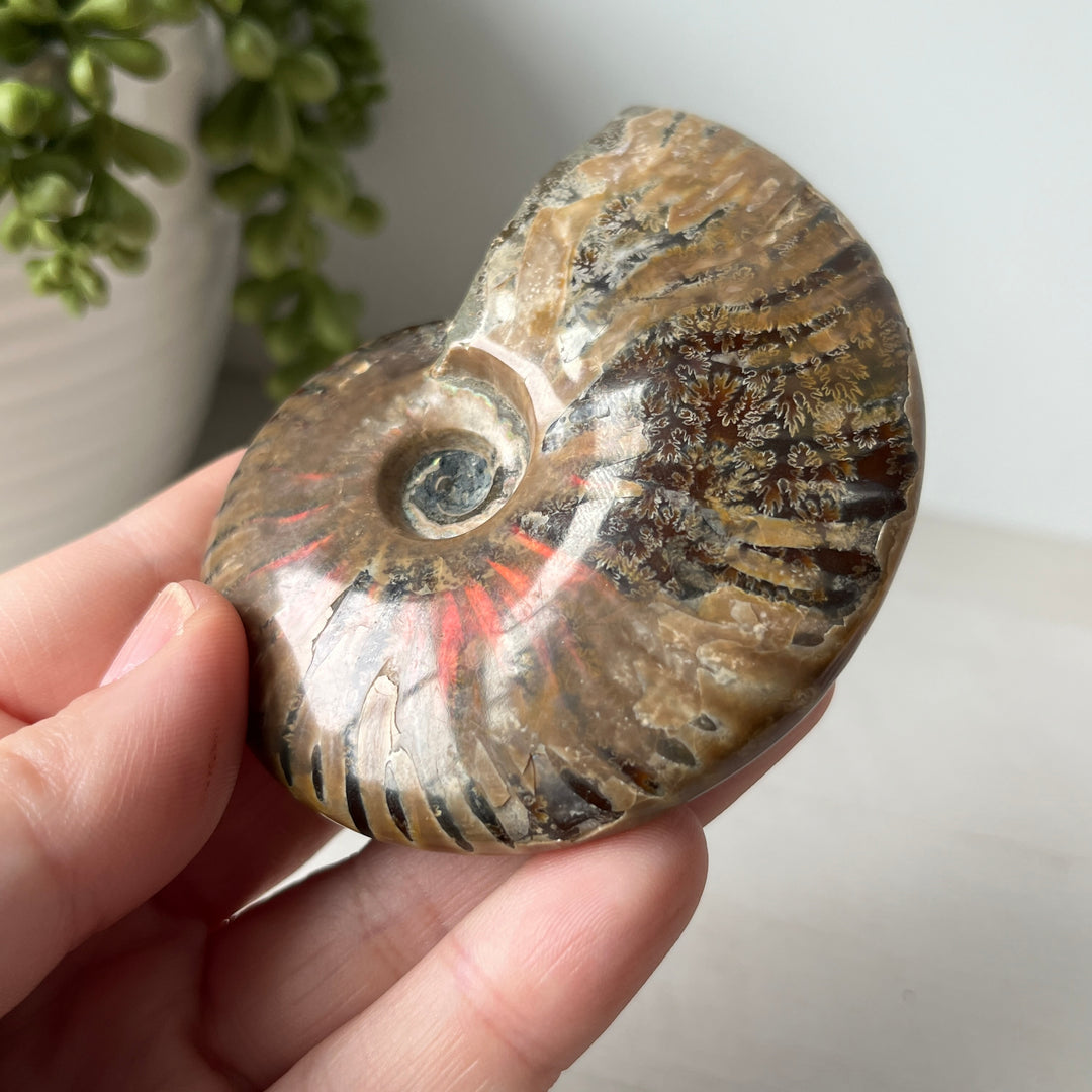 Whole Red Opalized Fire Ammonite