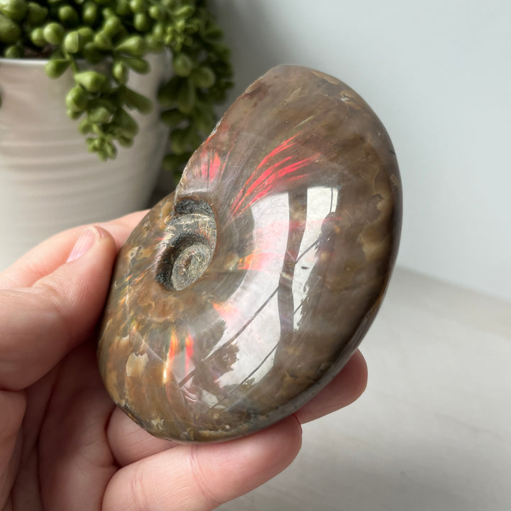 Whole Red Opalized Fire Ammonite