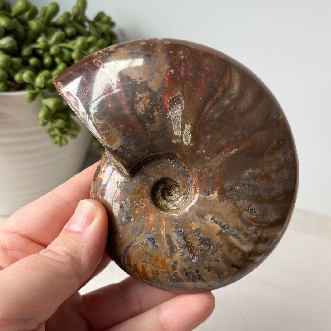 Whole Red Opalized Fire Ammonite on Metal Stand