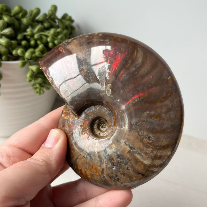Whole Red Opalized Fire Ammonite on Metal Stand