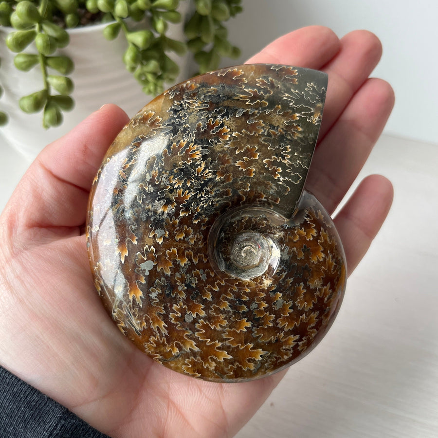 whole polished sutured ammonite