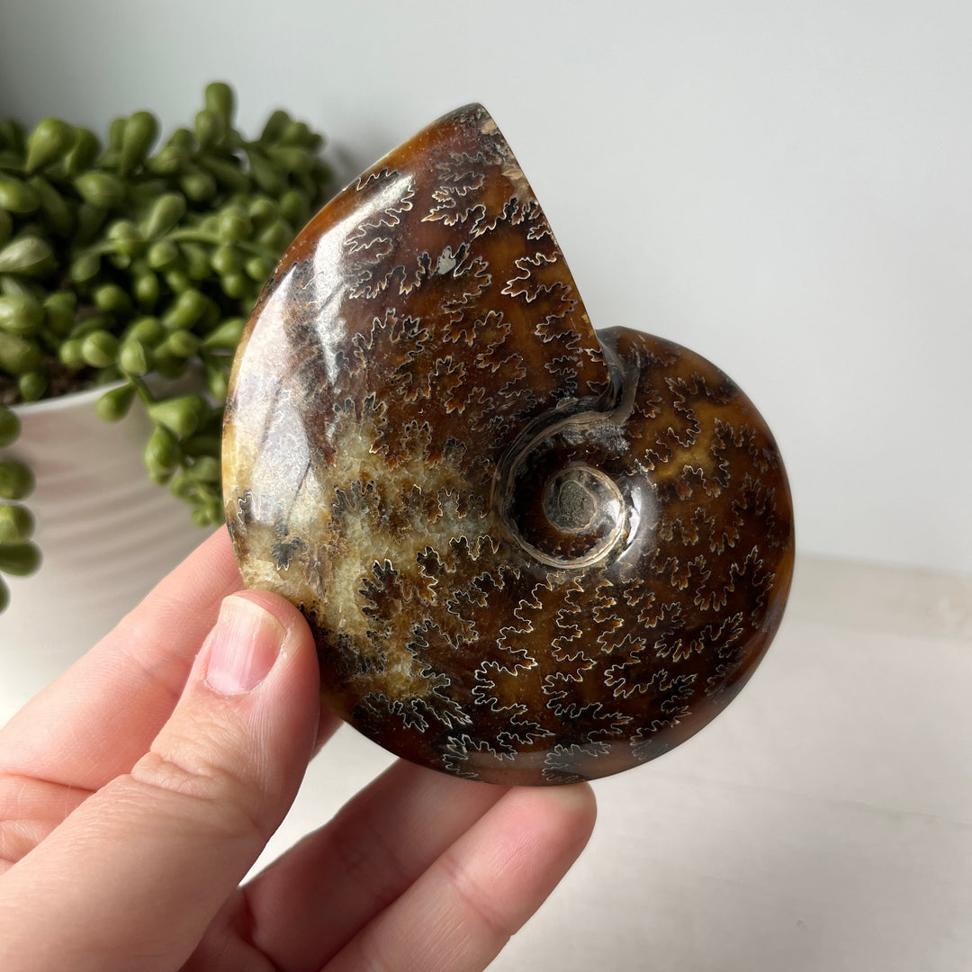 Whole Sutured Ammonite