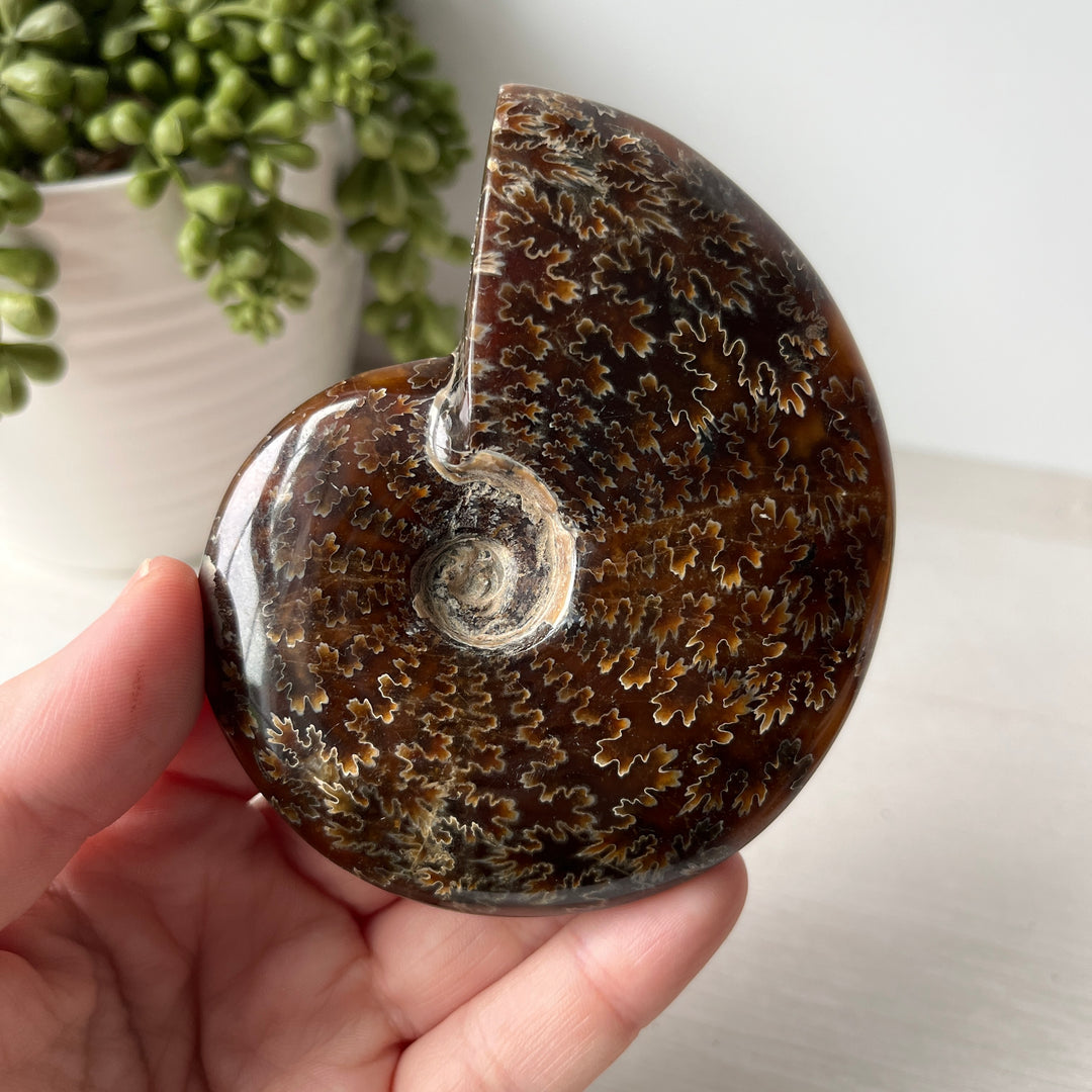 Whole Sutured Ammonite